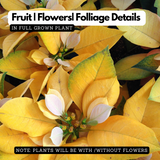 Yellow Poinsettia / Christmas Flower (Euphorbia pulcherrima) Flowering/Ornamental Live Plant (Home & Garden)