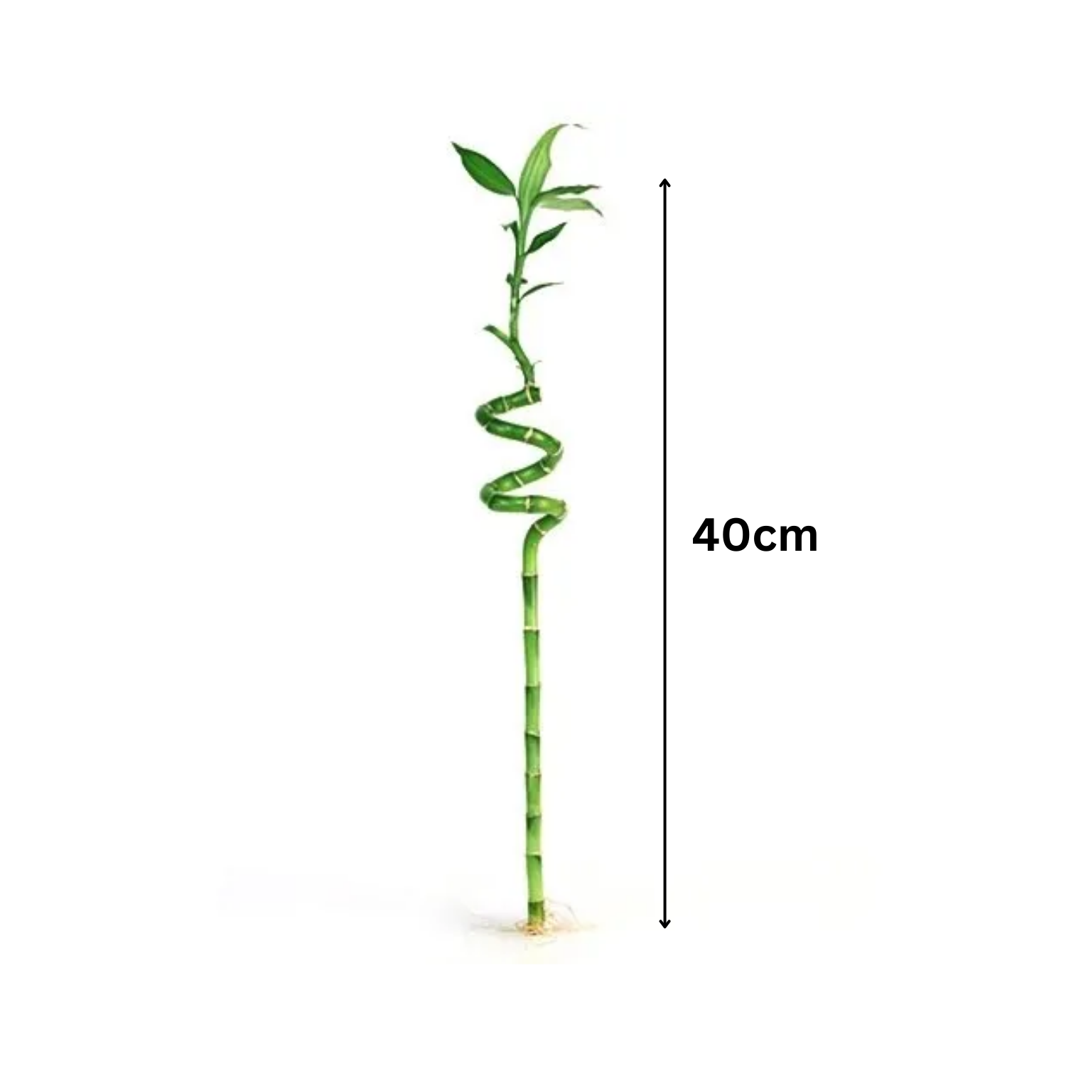 Lucky Bamboo Spiral 40cm