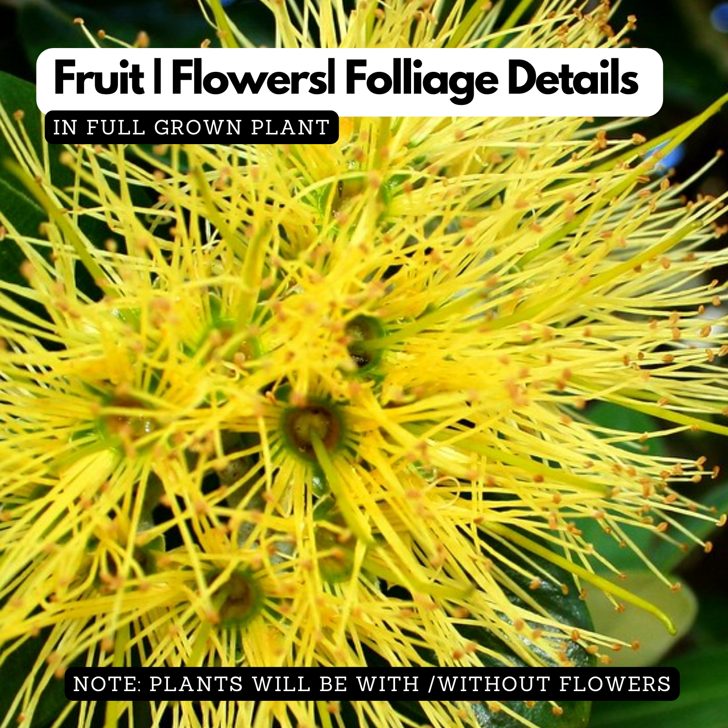 Metrosideros | P��hutukawa (Metrosideros Excelsa) Flowering/Ornamental Live Plant (Home & Garden)