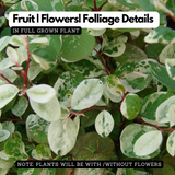 Snow Bush (Breynia disticha) - Ornamental Live Plant (Home & Garden)