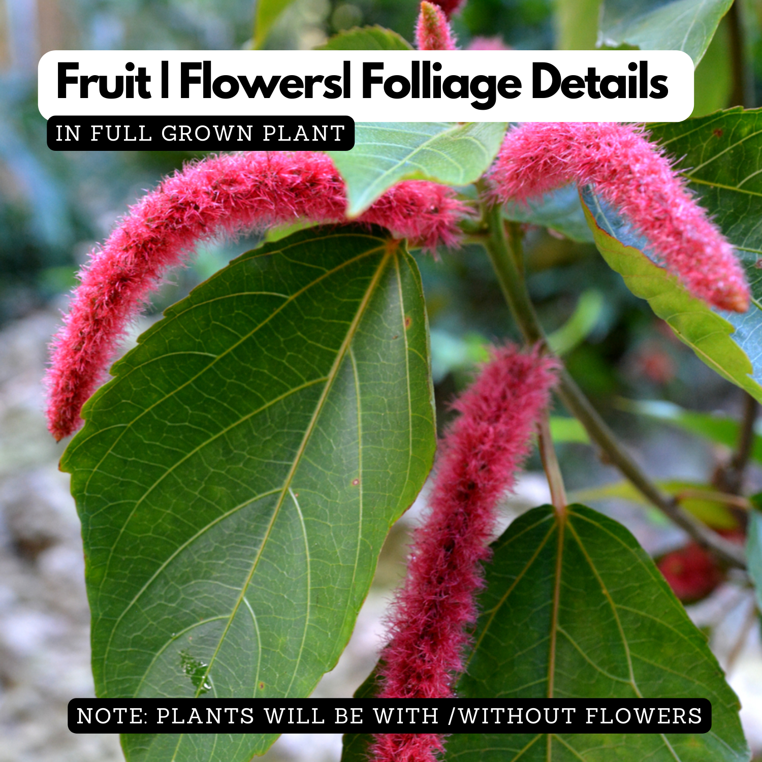 Acalypha Hispida | Chenille Plant | Poochavalan Plant - Flowering/Ornamental/Medicinal Live Plant (Home & Garden)