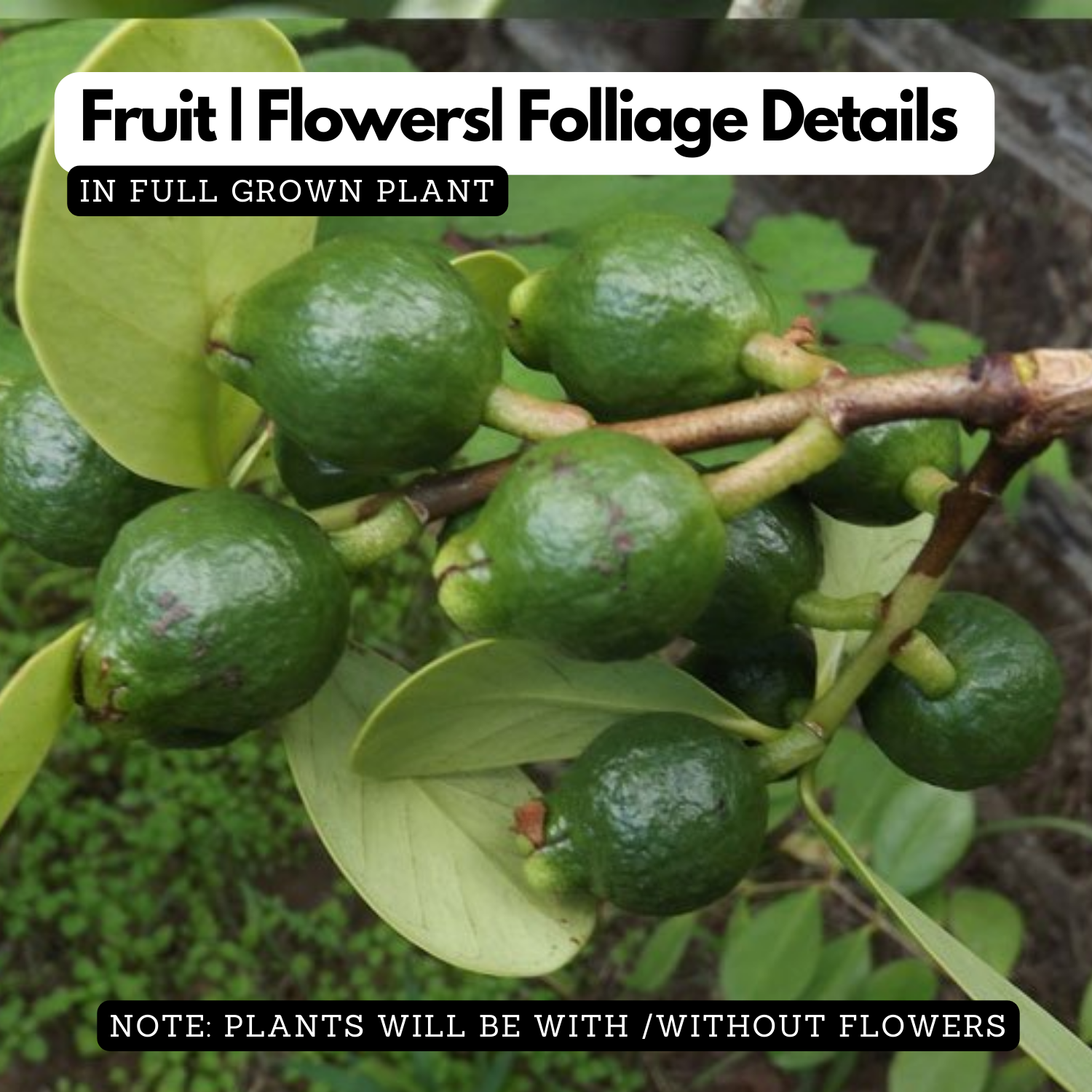 Munthiri Pera / Grape guava (Psidium guajava) Fruit Live Plant (Home & Garden)