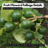 Munthiri Pera / Grape guava (Psidium guajava) Fruit Live Plant (Home & Garden)