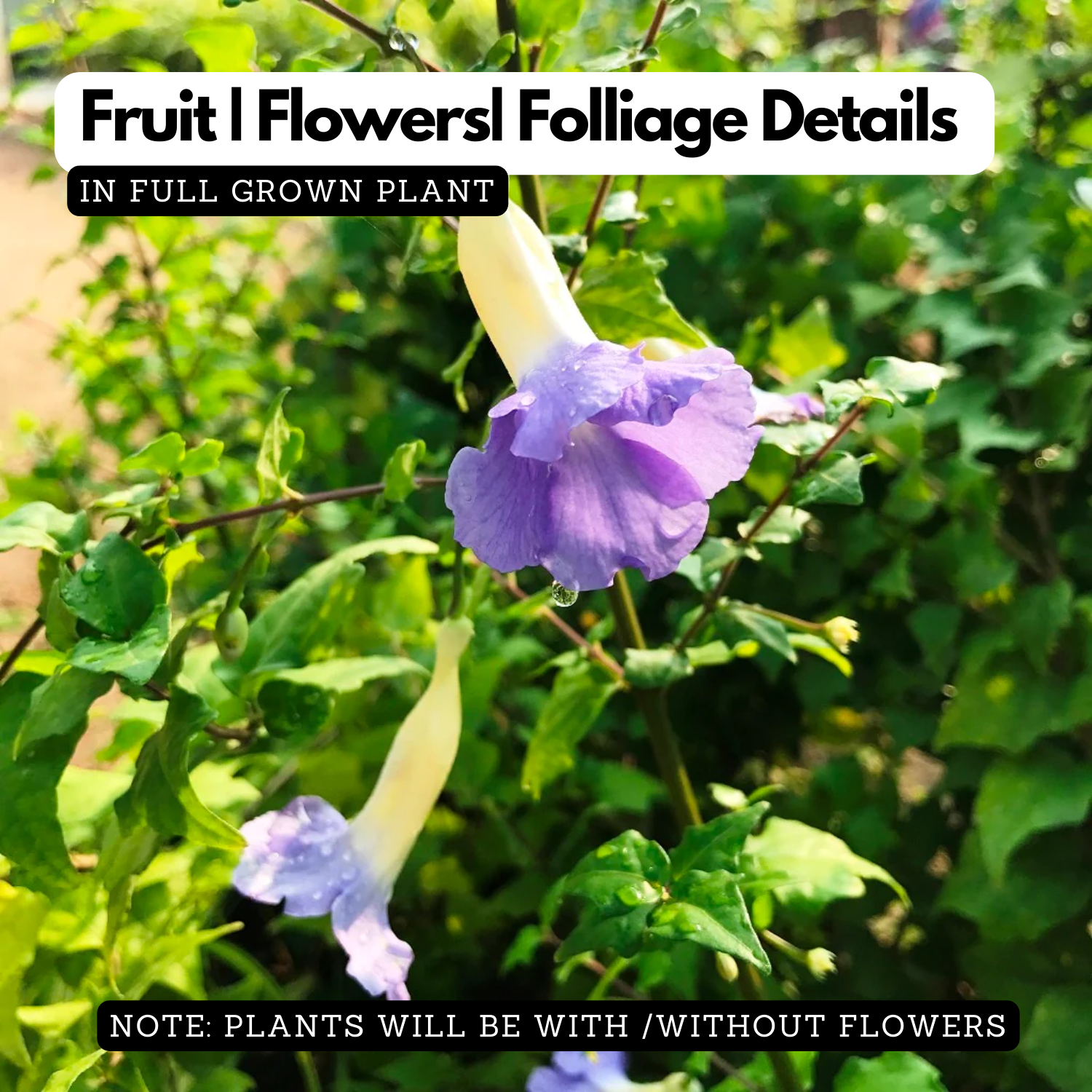 Thunbergia Erecta Plant - Blue Skyflower | Blue Trumpet Vine | Clockvine Flowering/Ornamental Live Plant (Home & Garden)