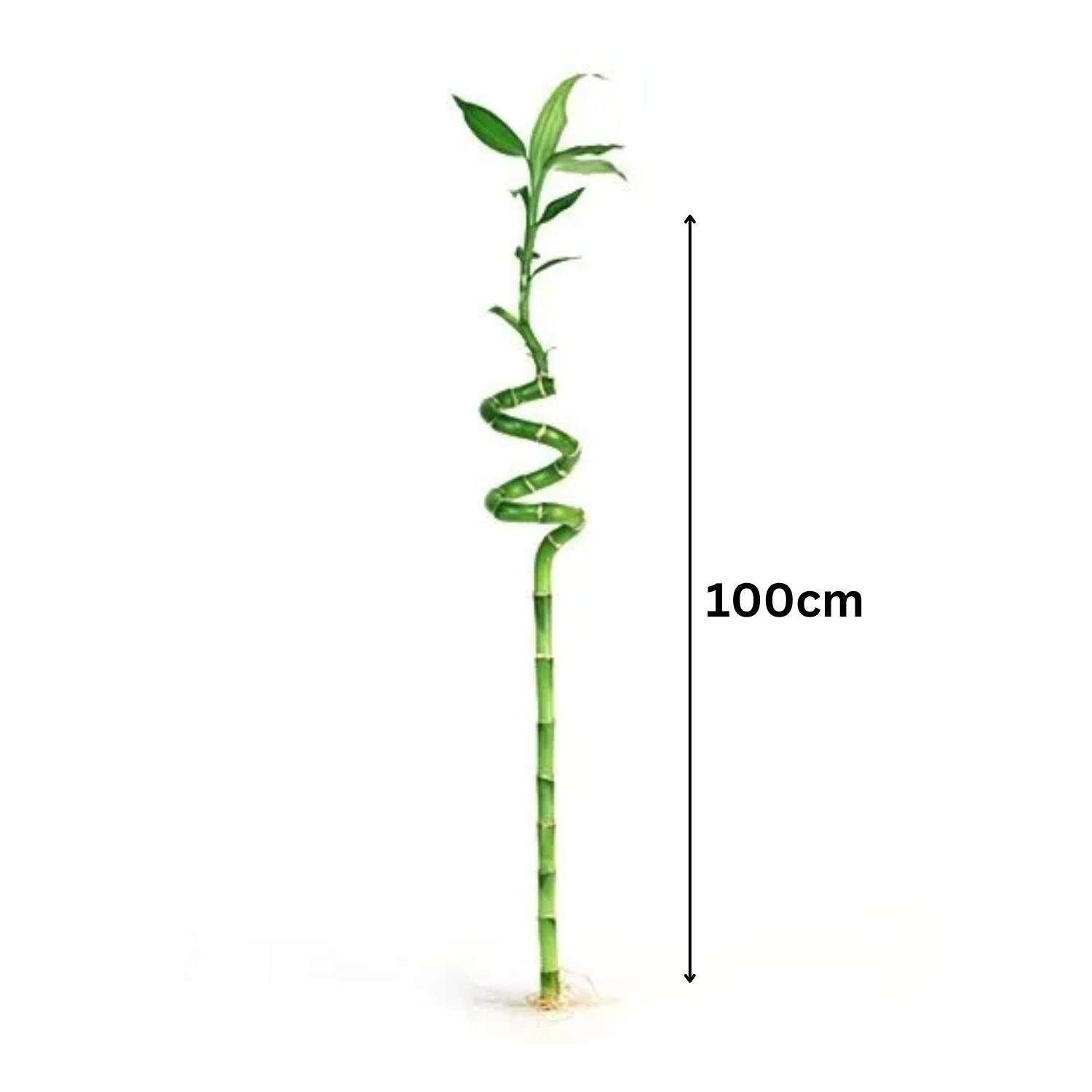 Lucky Bamboo Spiral 100cm