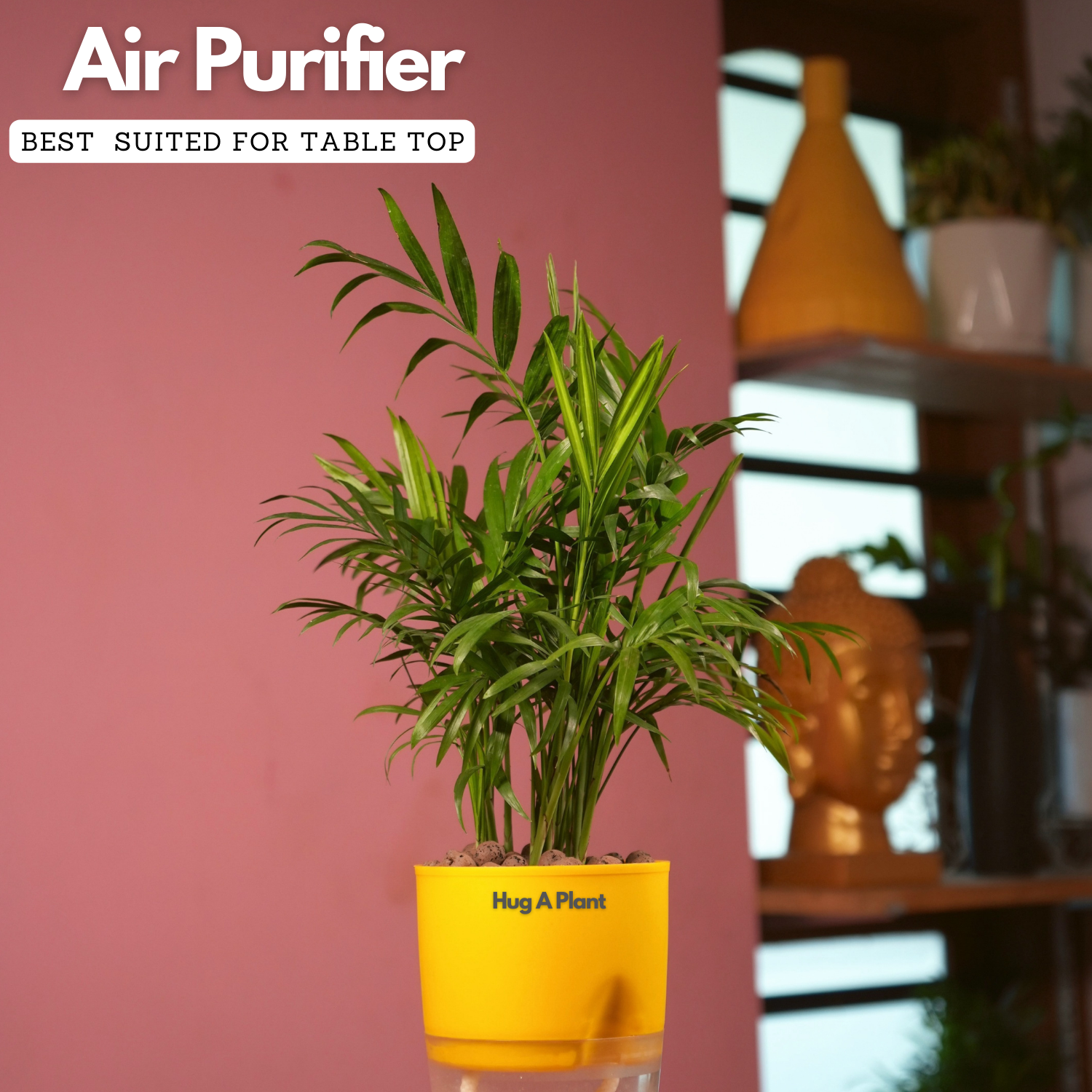 Chamaedorea Palm (Chamaedorea seifrizii) - Live Plant (With Self-Watering Pot & Plant)