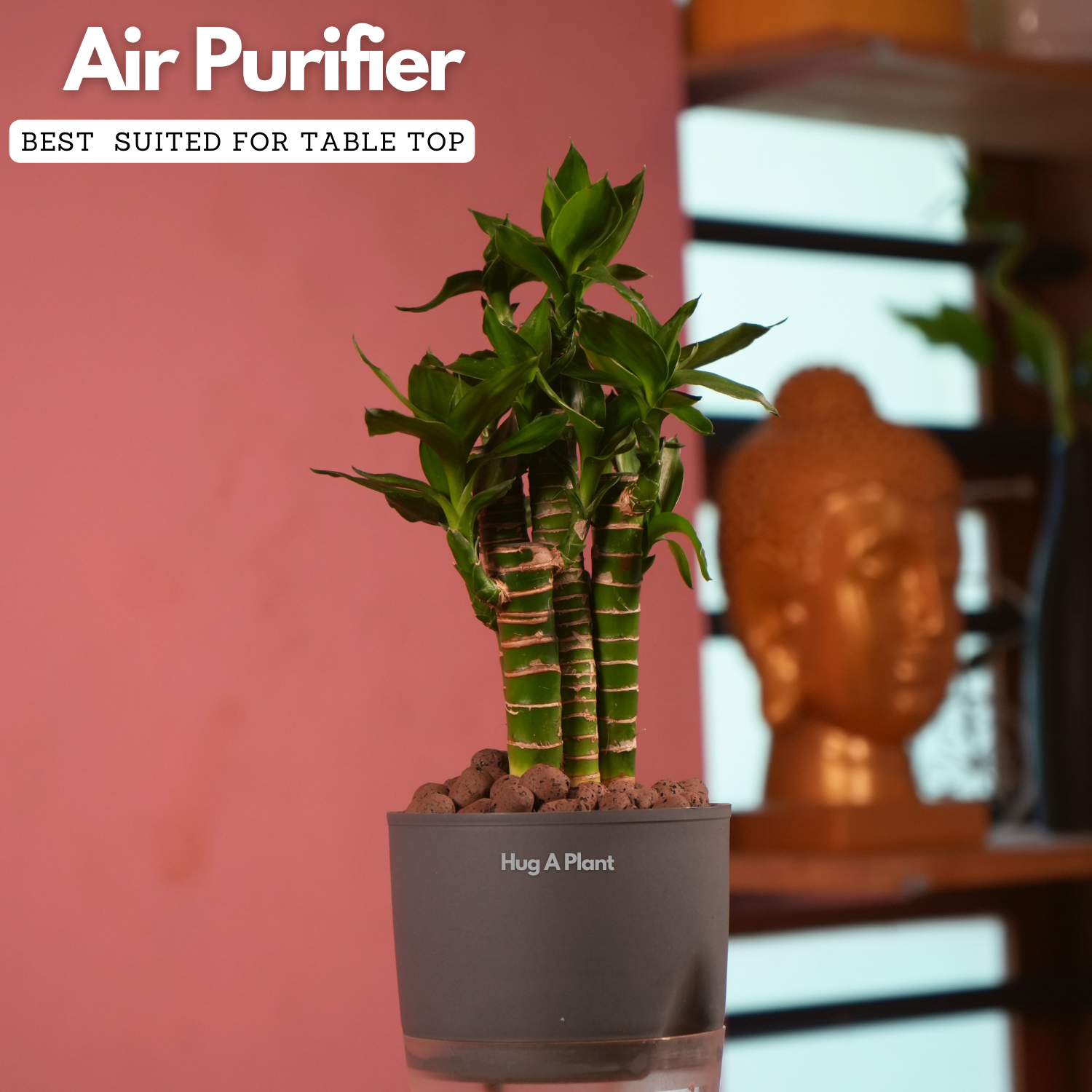 Lotus Bamboo / Lucky Bamboo - Live Plant (With Self-Watering Pot & Plant)