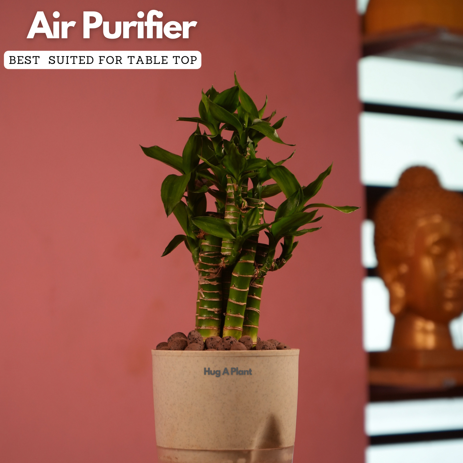 Lotus Bamboo / Lucky Bamboo - Live Plant (With Self-Watering Pot & Plant)