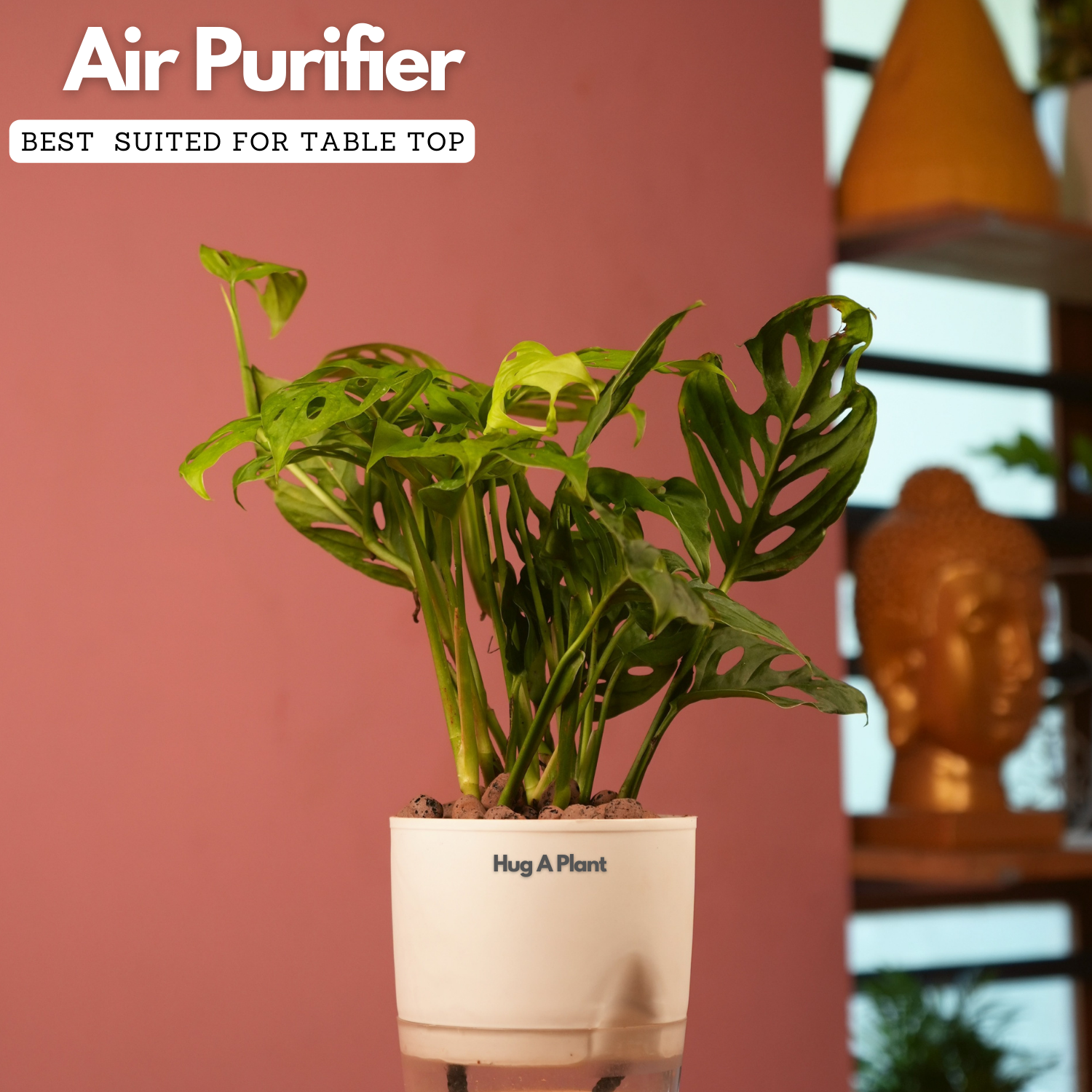 Monstera Adansonii | Broken Heart Plant- Live Plant (With Self-Watering Pot & Plant)