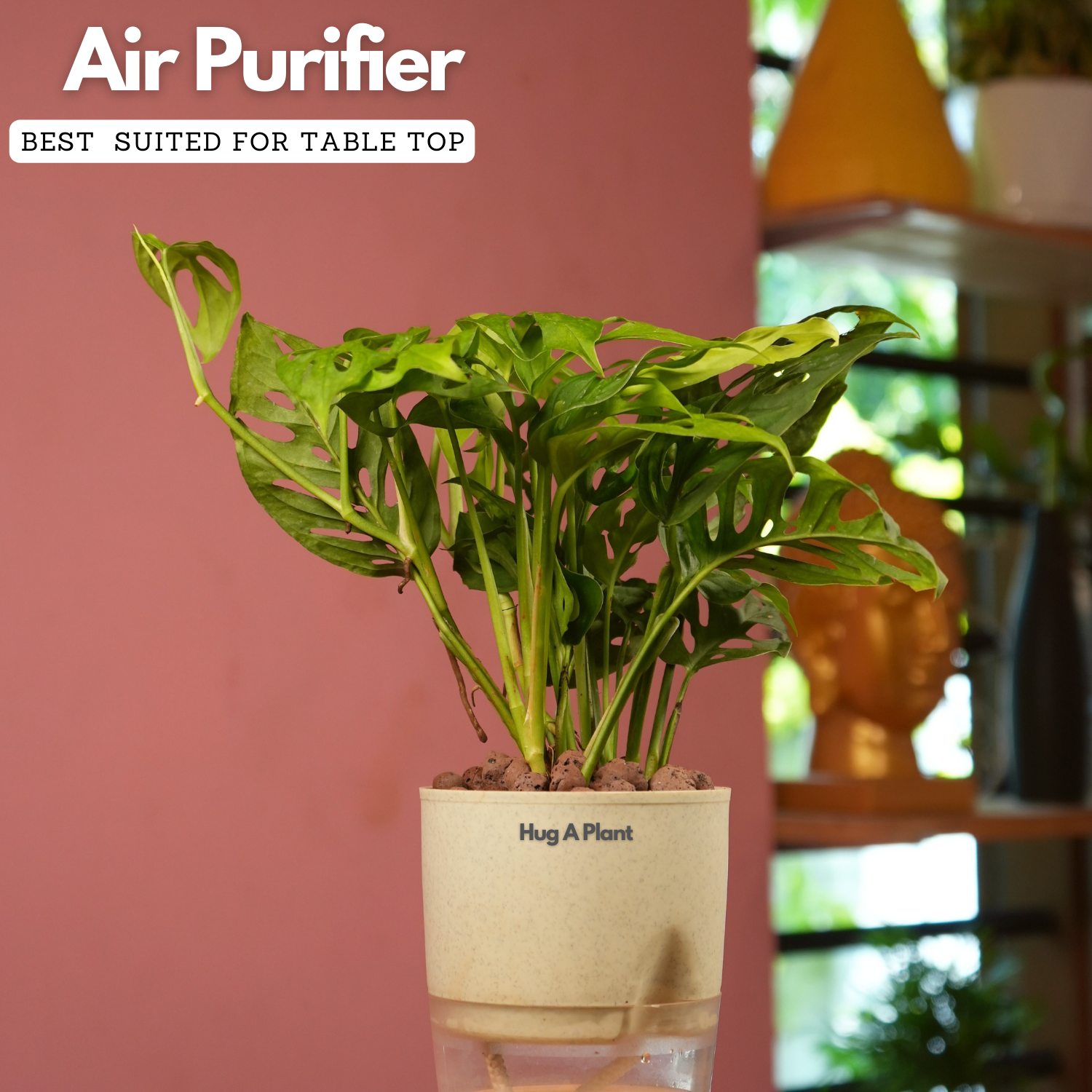 Monstera Adansonii | Broken Heart Plant- Live Plant (With Self-Watering Pot & Plant)