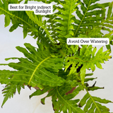 Tree Fern | Silver Lady (Blechnum Gibbum)- Live Plant in pot (Home & Garden)