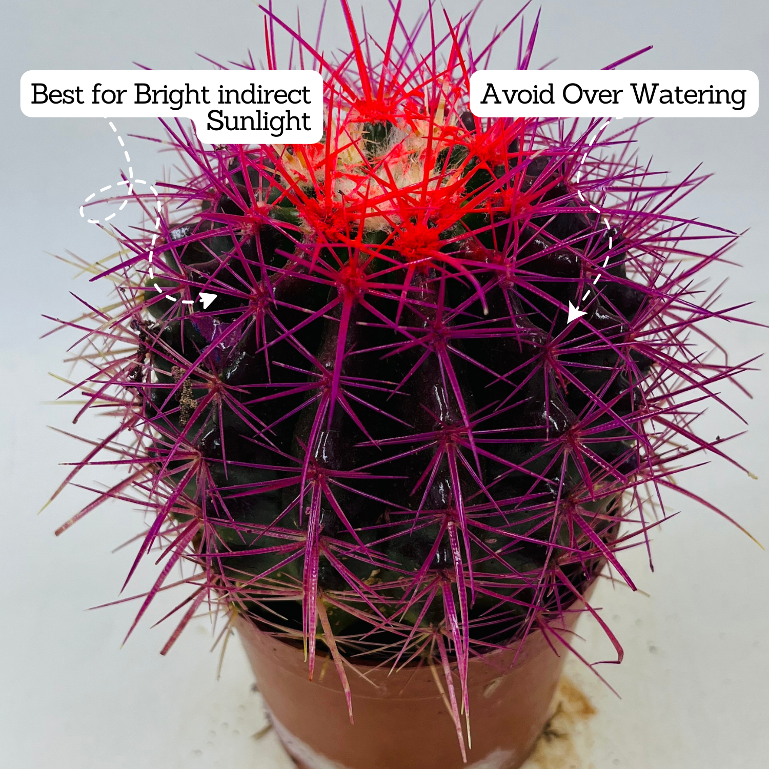 Ball Cactus Purple (echinocactus grusonii) - Live Plant (Home & Graden)