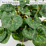 Cyclamen (Cyclamen persicum) (Any Colour)- Live Flowering Plant (Home & Garden)
