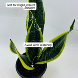 Sansevieria "Gold Flame" / Snake Plant (Dracaena trifasciata)- Live Plant in pot  (Home & Garden)
