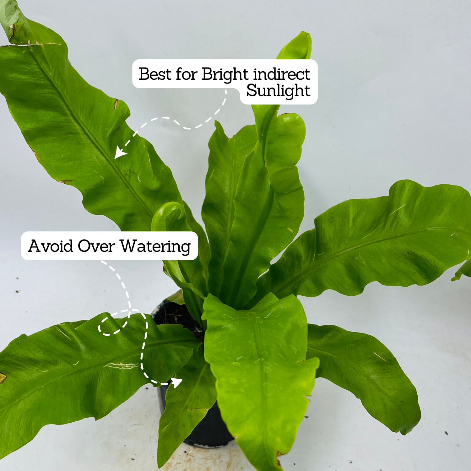 Bird Nest Fern (Asplenium Victoria) - Live  Plant in 10cm Pot (Home & Garden)