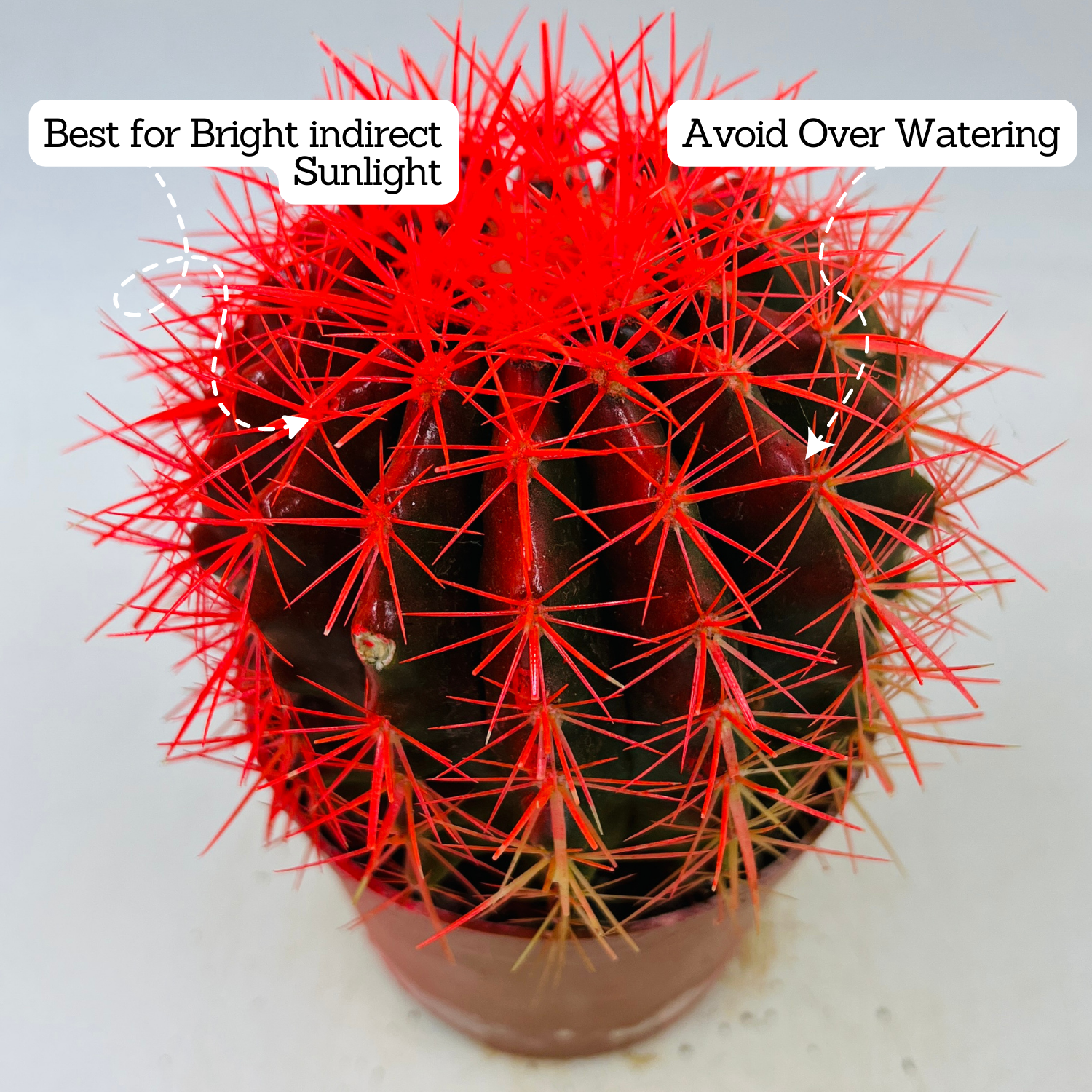 Ball Cactus Red (echinocactus grusonii) - Live Plant (Home & Graden)