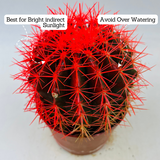 Ball Cactus Red (echinocactus grusonii) - Live Plant (Home & Graden)