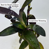 Tradescantia Pallida, Purple Queen, Purple Secretia - Live Plant (Home & Garden)
