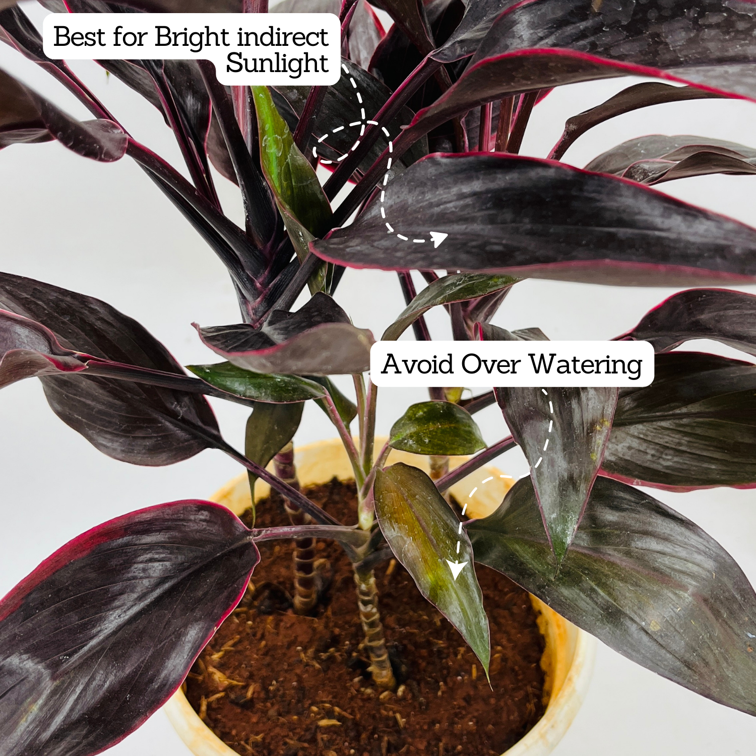 Dracaena Purple | Australis- Live Plant (Home & Garden)