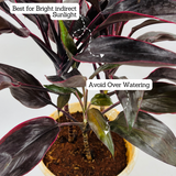 Dracaena Purple | Australis- Live Plant (Home & Garden)
