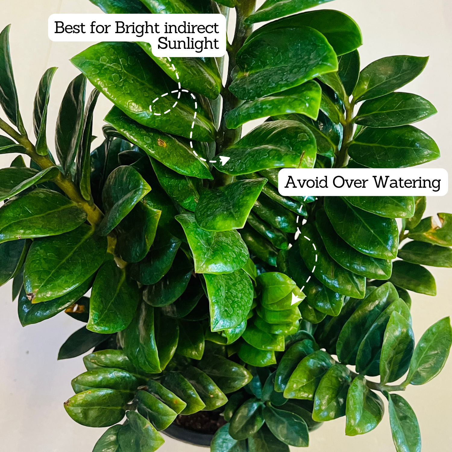 Zamioculcas zamiifolia ƒ??Zenziƒ?? Big Dwarf ZZ Plant- Live Plant in 8inch Pot (Home & Garden)