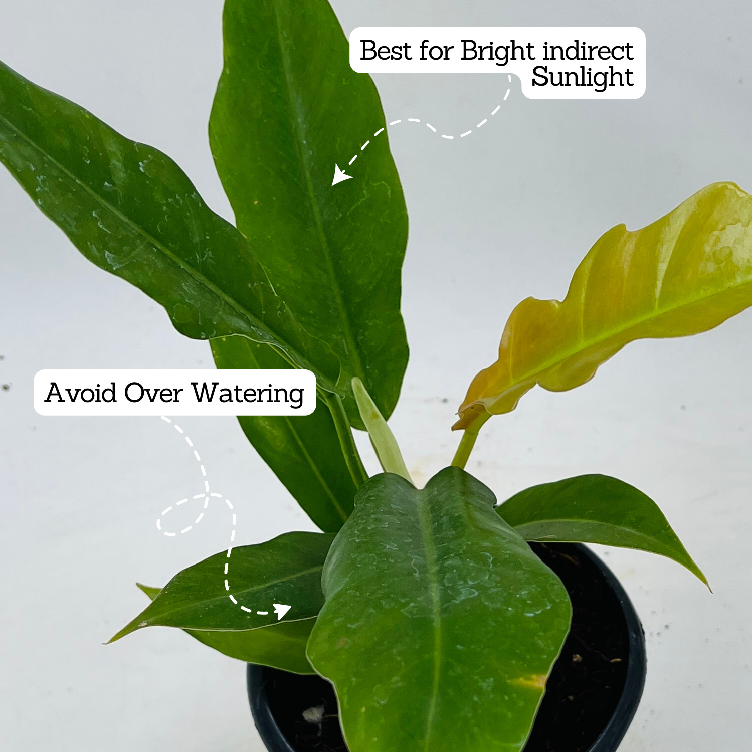 Philodendron Narrow Escape / Tiger Tooth - Live  Plant in 10cm Pot (Home & Garden)