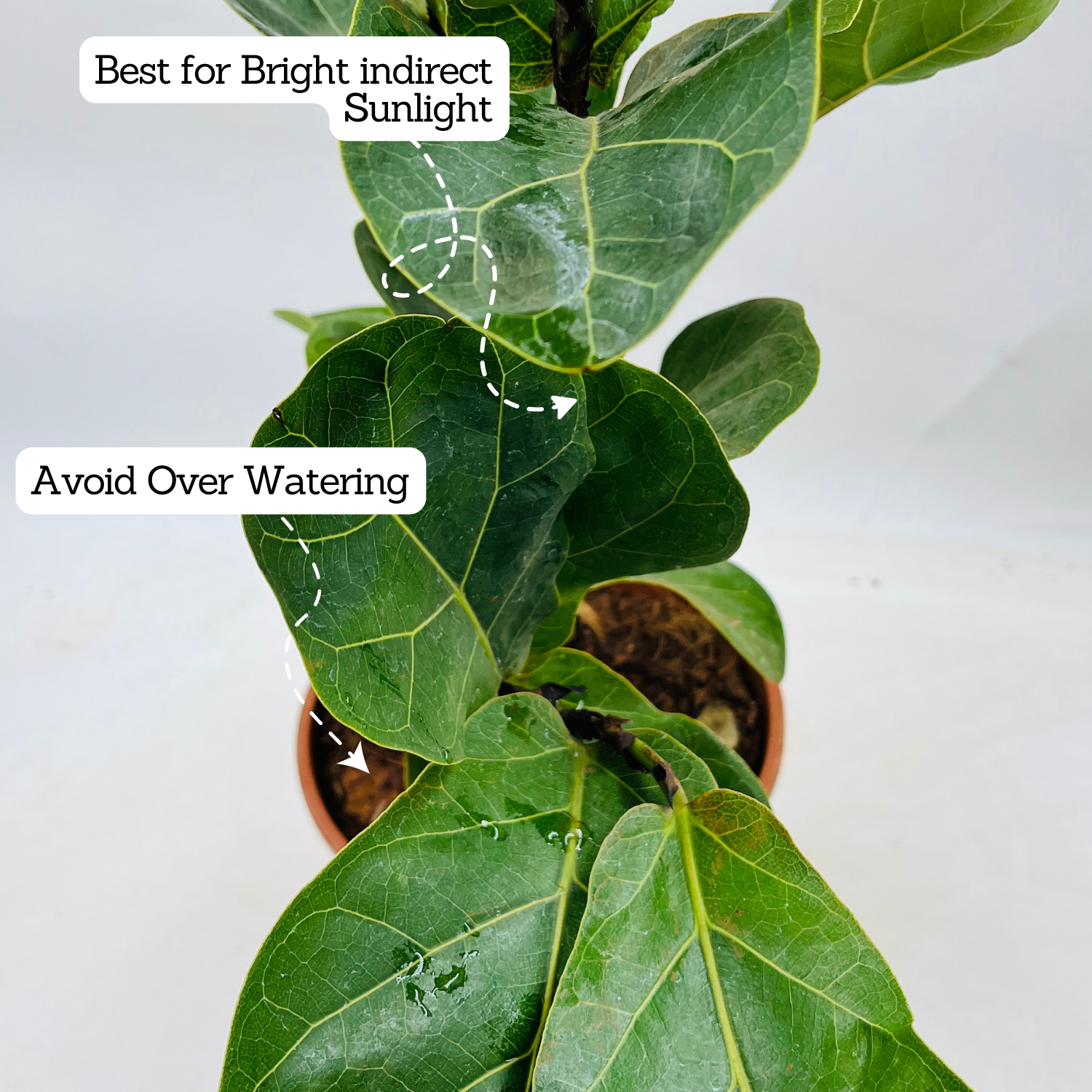 Ficus Lyrata | Fiddle Leaf Fig - Live Plant in 6inch Pot (Home & Garden)
