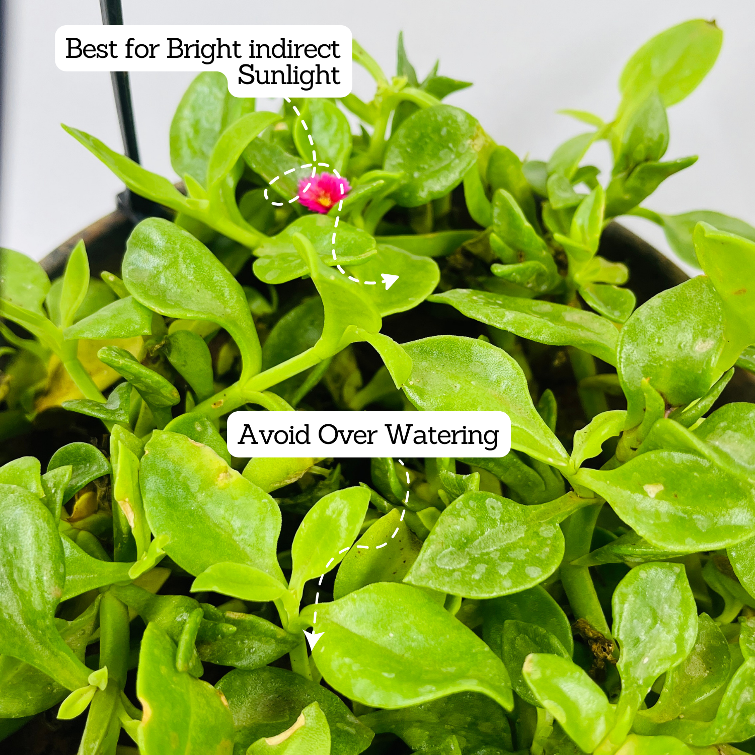 Aptenia, Baby Sun Rose Plant- Live Hanging Plant With Pot (Home & Garden)