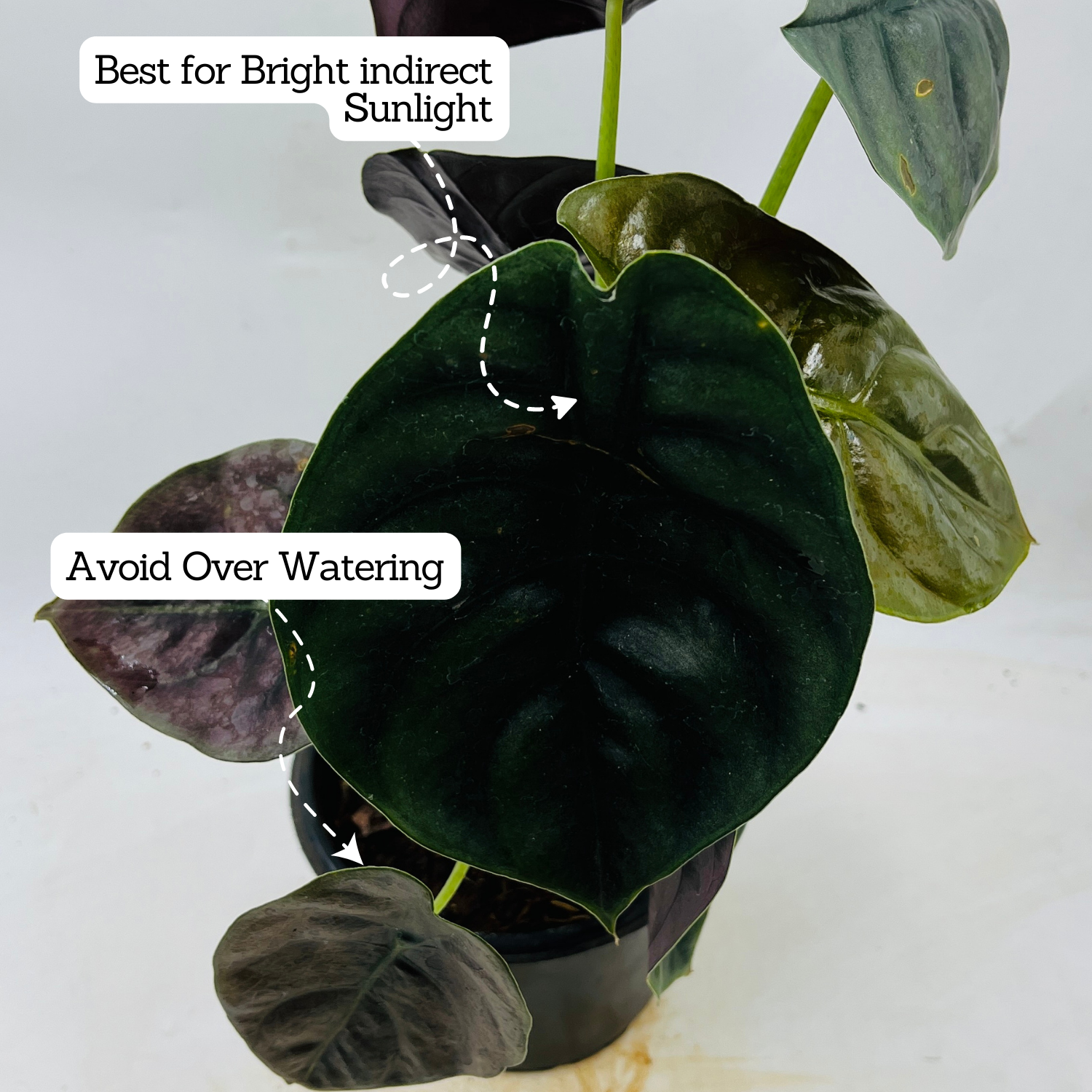 Alocasia Red Secret- Live Plant (Home & Garden)