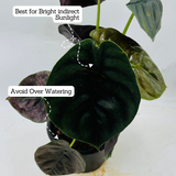 Alocasia Red Secret- Live Plant (Home & Garden)