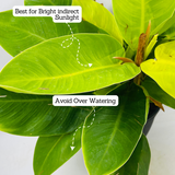 Philodendron Moonlight | Moonshine Plant- Live Plant (Home & Garden)