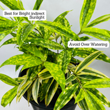 Draceana Golden Milky Bamboo Plant - Live Plant in 8inch Pot (Home & Garden)