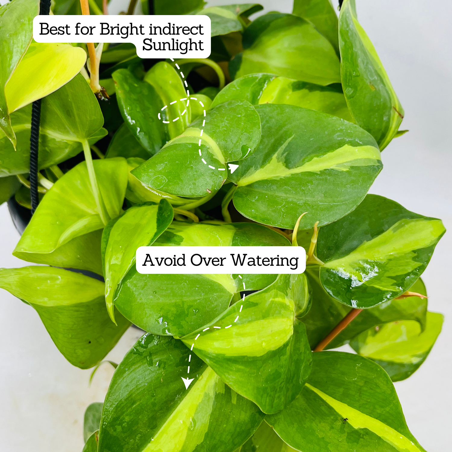 Philodendron Oxycardium Brasil With Hanging Pot (Home & Garden)