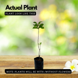 Apple Fruit Grafted (Malus domestica)-  Live Fruit Plant (Home & Garden)