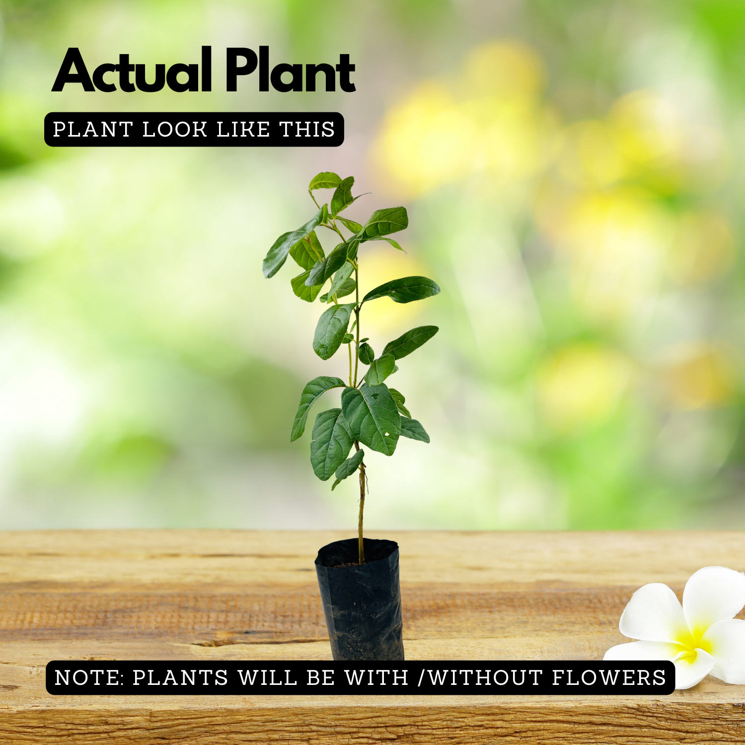 Munthiri Pera / Grape guava (Psidium guajava) Fruit Live Plant (Home & Garden)