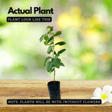 Munthiri Pera / Grape guava (Psidium guajava) Fruit Live Plant (Home & Garden)