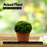 Bonsai Murraya| Dwarf Maramulla | Table kamini (Murraya Paniculata) - Flowering/Ornamental Live Plant (Home & Garden)