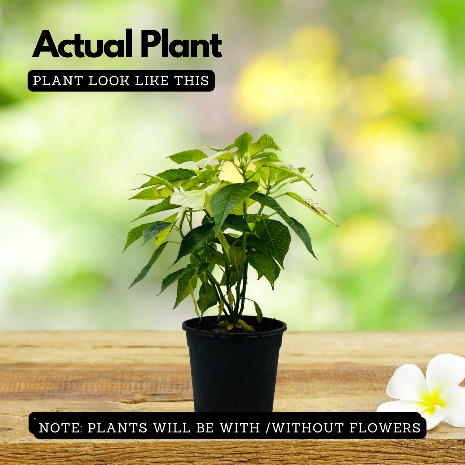 White Poinsettia / Christmas Flower (Euphorbia pulcherrima) Flowering/Ornamental Live Plant (Home & Garden)