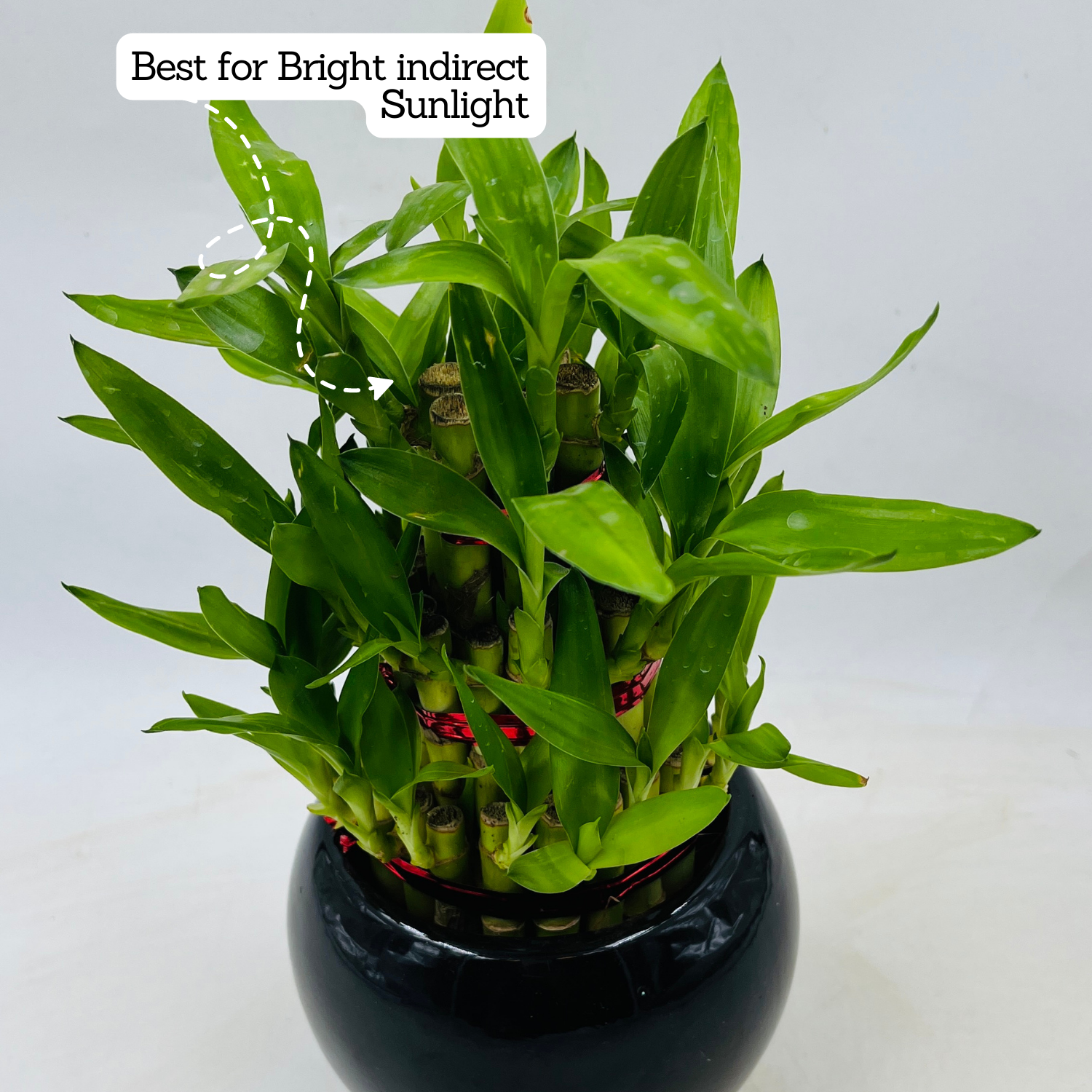3 Layer Lucky Bamboo - Live Plant (Home & Garden)