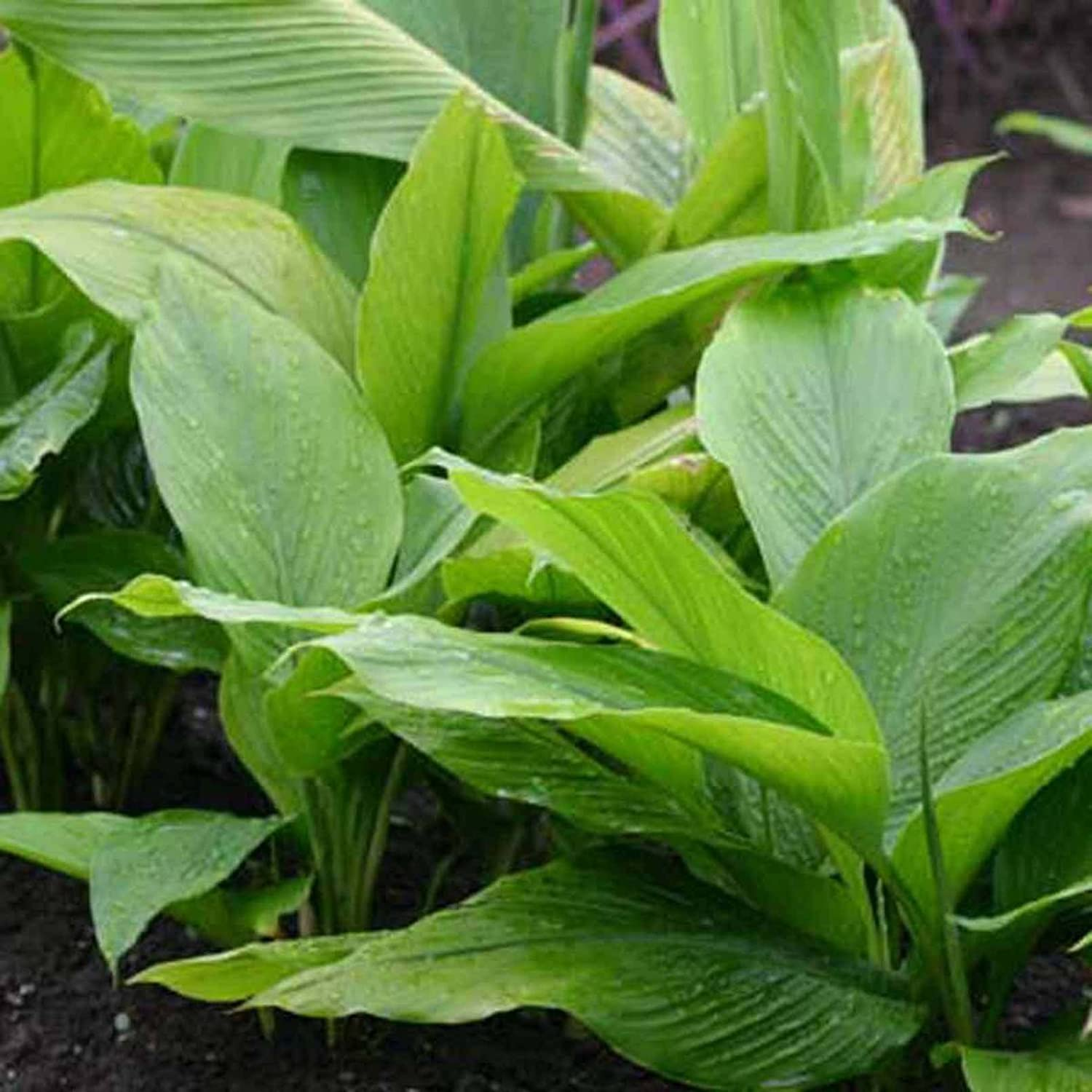 White Koova / East Indian Arrowroot / Tavakshira Tikhur Rhizome (Curcuma Angustifolia)