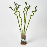 Lucky Bamboo Spiral 100cm