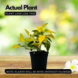 Yellow Poinsettia / Christmas Flower (Euphorbia pulcherrima) Flowering/Ornamental Live Plant (Home & Garden)