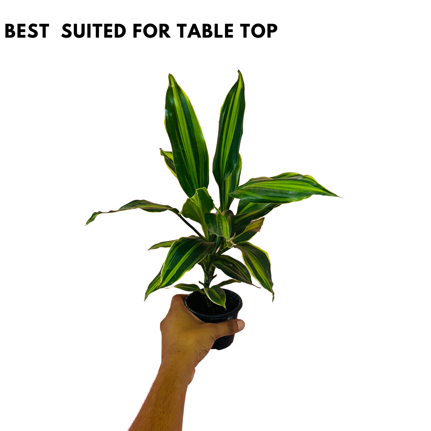 Dracena Darasingh Miniature (Dracaena massangena) - Live Plant (Home & Garden)