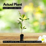 Cloves Plant (Syzygium Aromaticum) Live Spice Plant (Home & Garden)