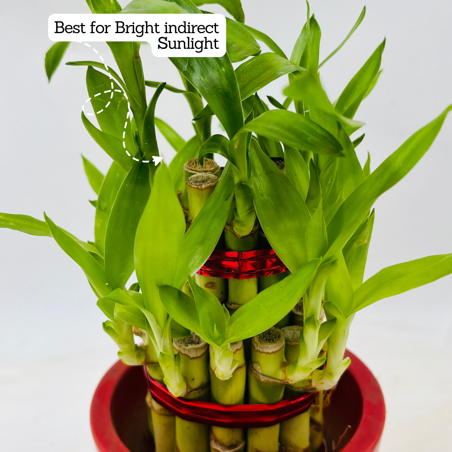 lucky bamboo bowl 2 Layer Lucky Bamboo