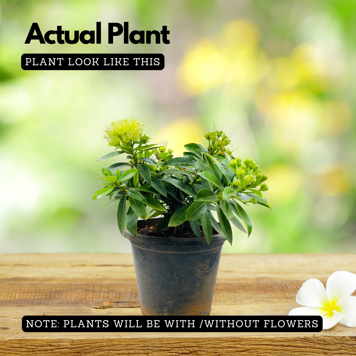 Metrosideros | P��hutukawa (Metrosideros Excelsa) Flowering/Ornamental Live Plant (Home & Garden)