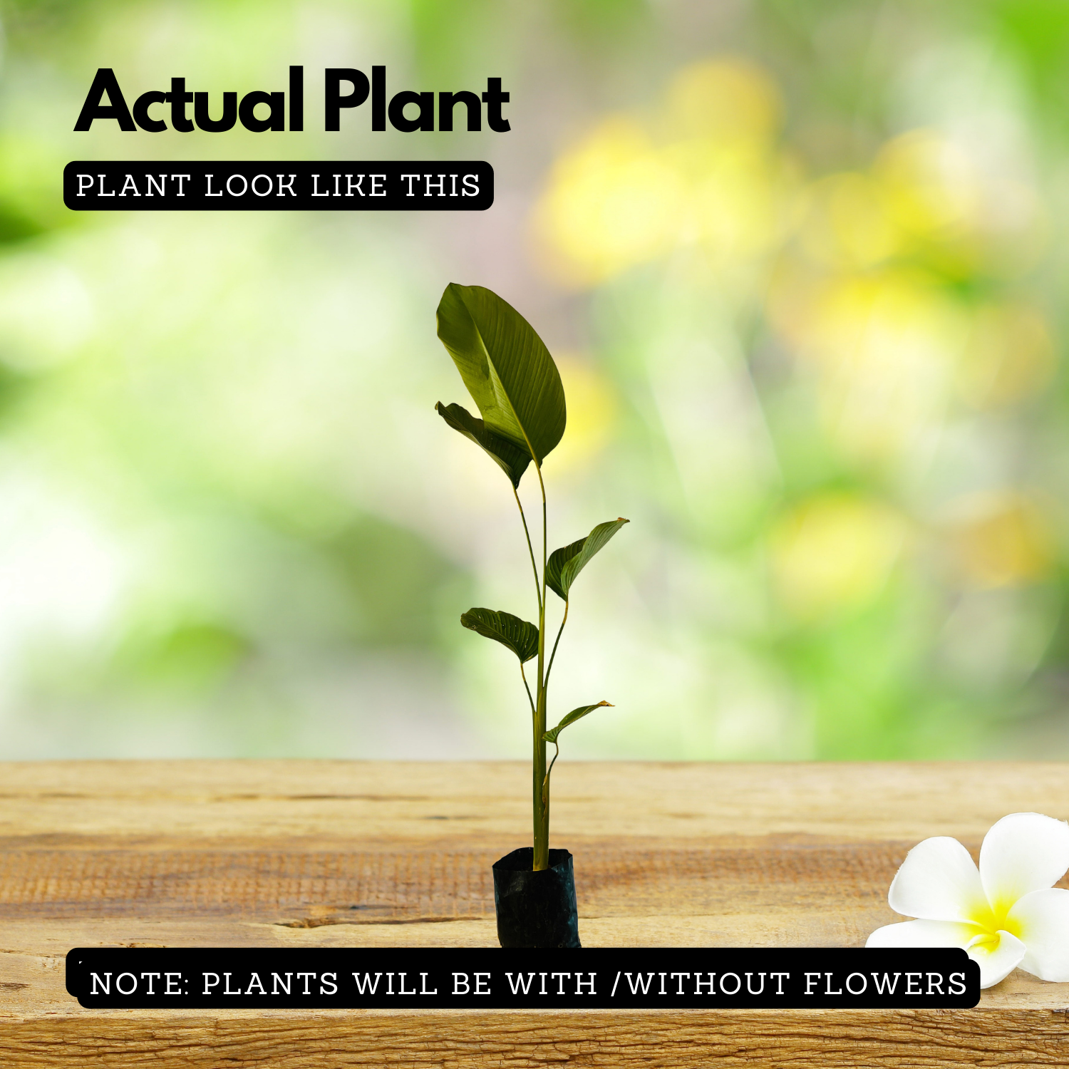 Calathea Lutea | Cuban Cigar - Ornamental Live Plant (Home & Garden)