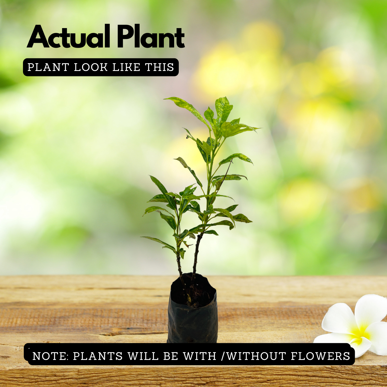 Jatropha (Nettlespurges) - Flowering/Ornamental Live Plant (Home & Garden)