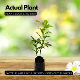 Jatropha (Nettlespurges) - Flowering/Ornamental Live Plant (Home & Garden)