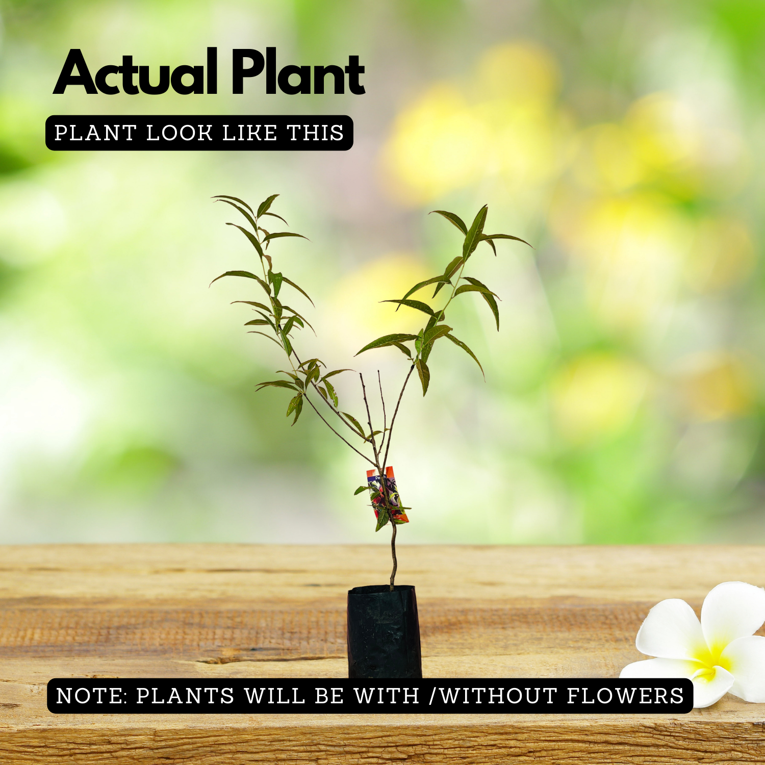 Peach Fruit (Prunus persica)-  Live Fruit Plant (Home & Garden)